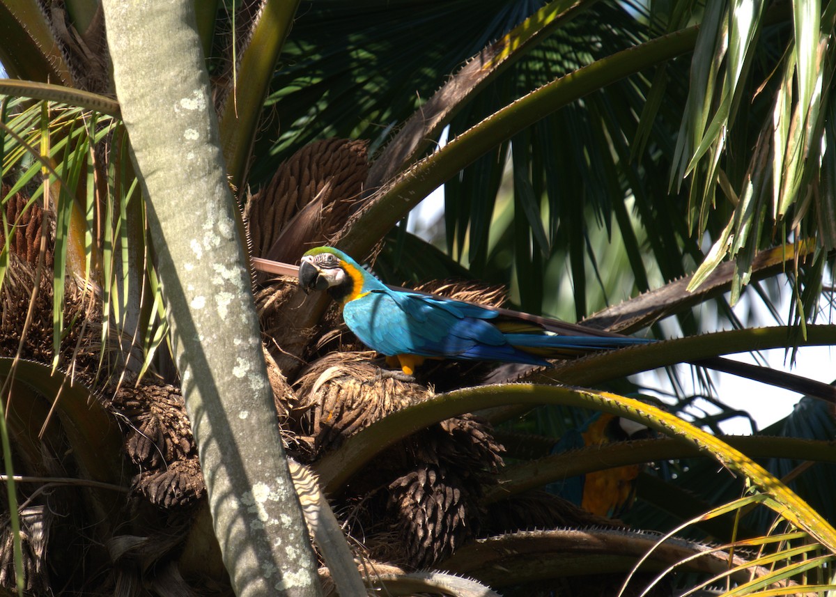 Blue-and-yellow Macaw - ML615647294