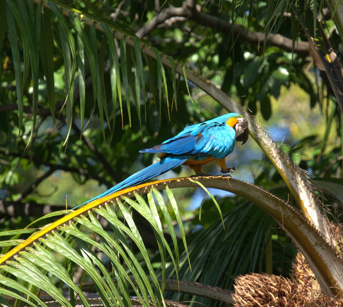 Blue-and-yellow Macaw - ML615647295