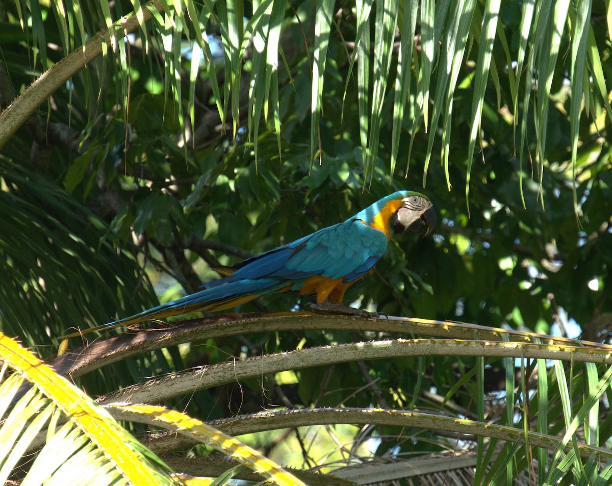 Blue-and-yellow Macaw - ML615647296
