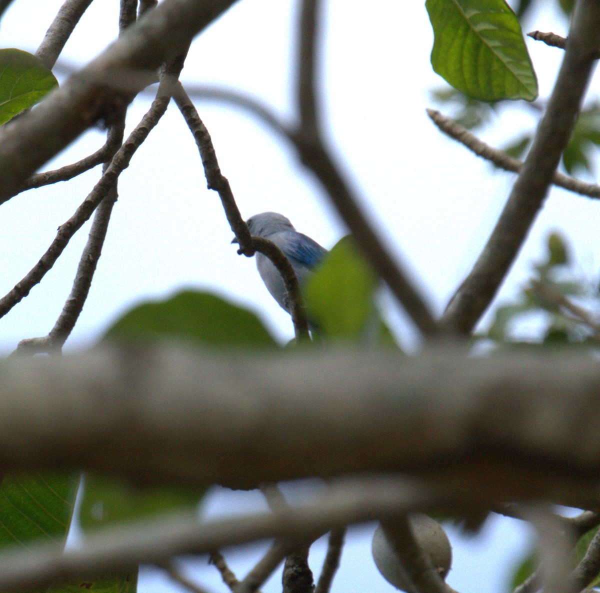 Blue-gray Tanager - ML615647417