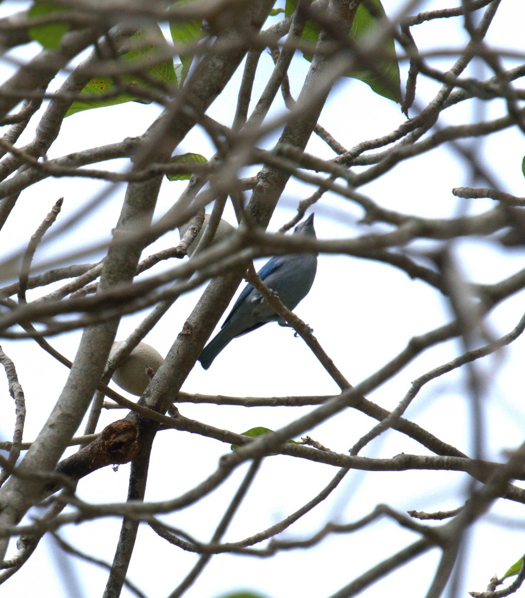 Blue-gray Tanager - ML615647418