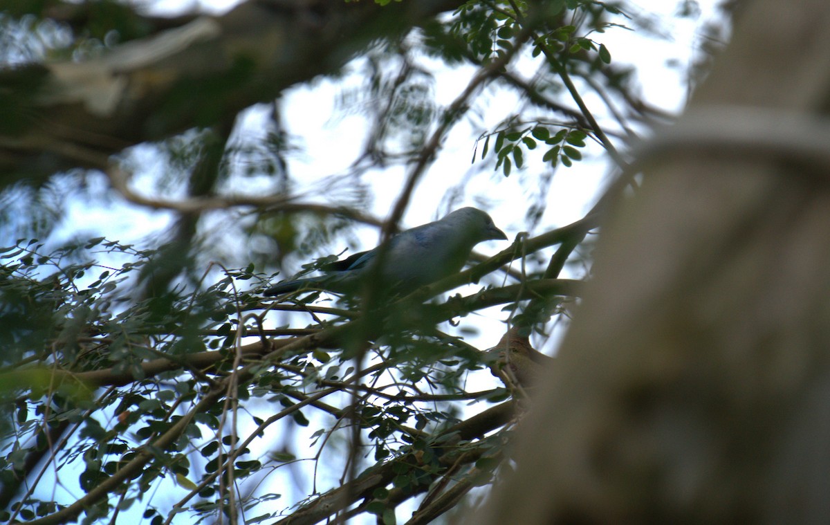 Blue-gray Tanager - ML615647419