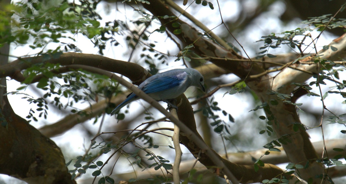 Blue-gray Tanager - ML615647420