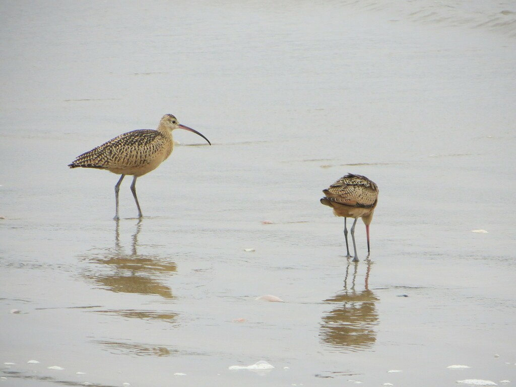 Long-billed Curlew - ML615647509