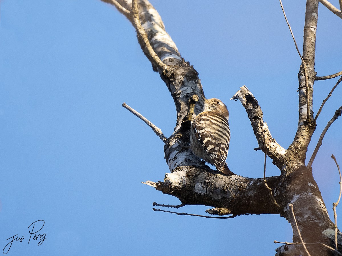 Japanese Pygmy Woodpecker - Jus Pérez Martín