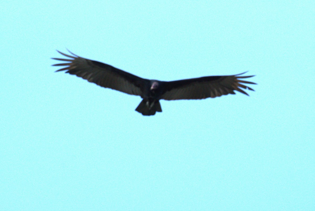 Turkey Vulture - ML615647858