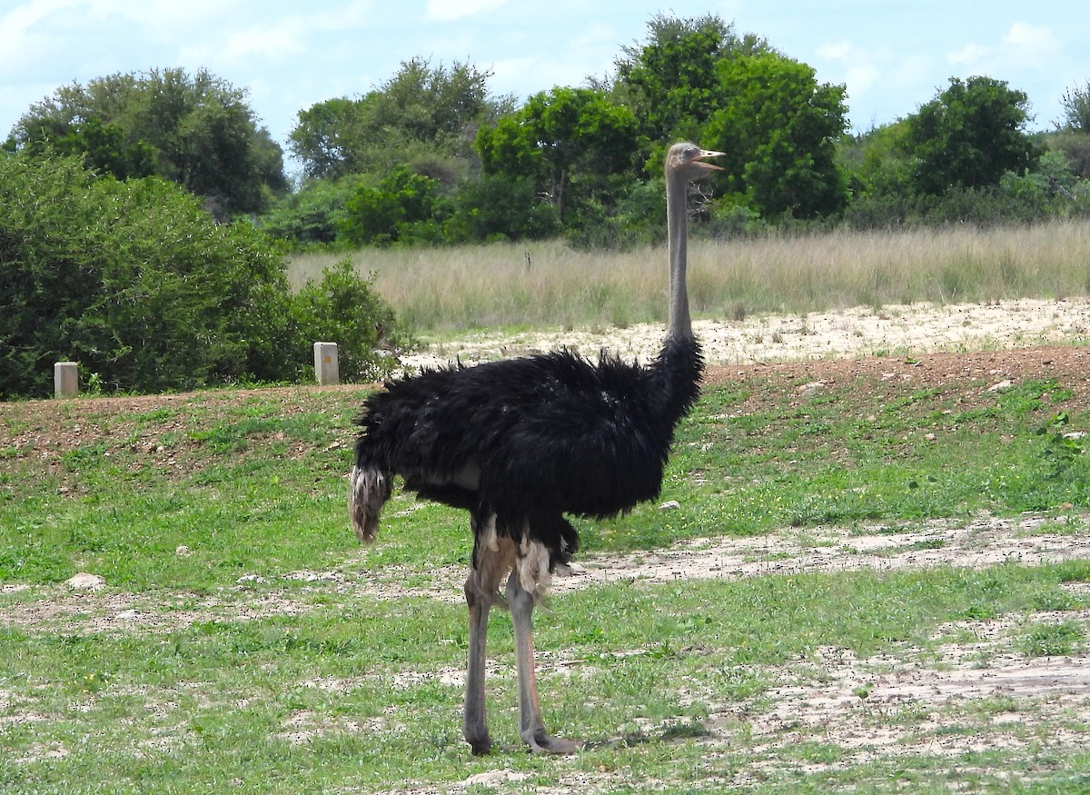 Common Ostrich - ML615647954