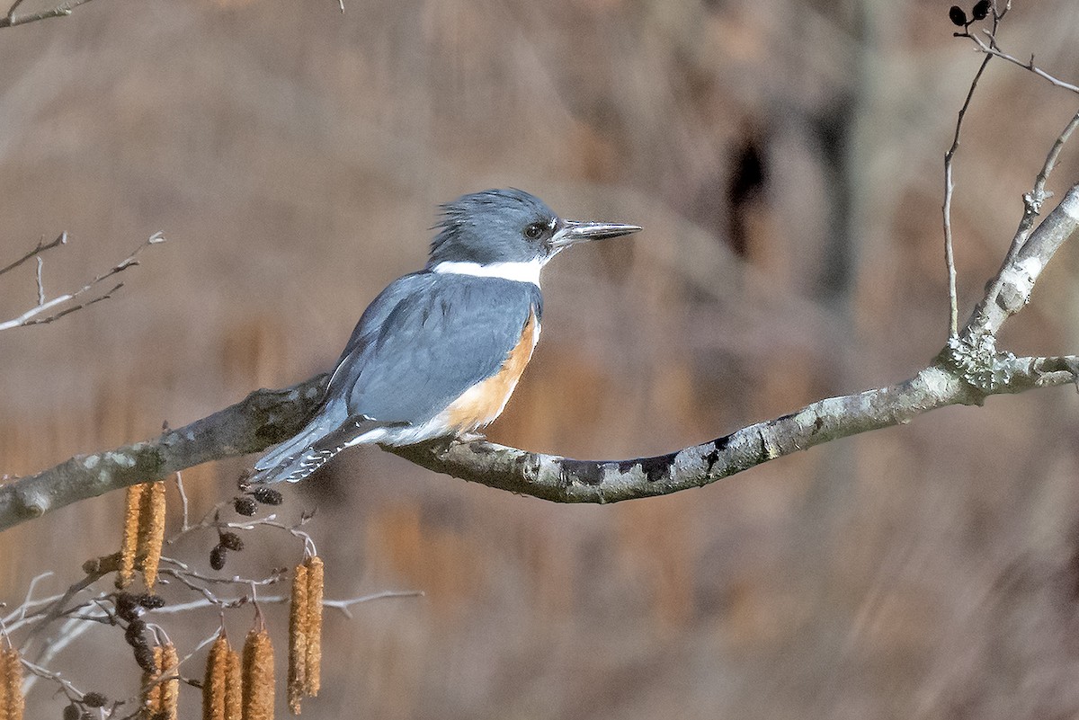 Belted Kingfisher - adrian binns