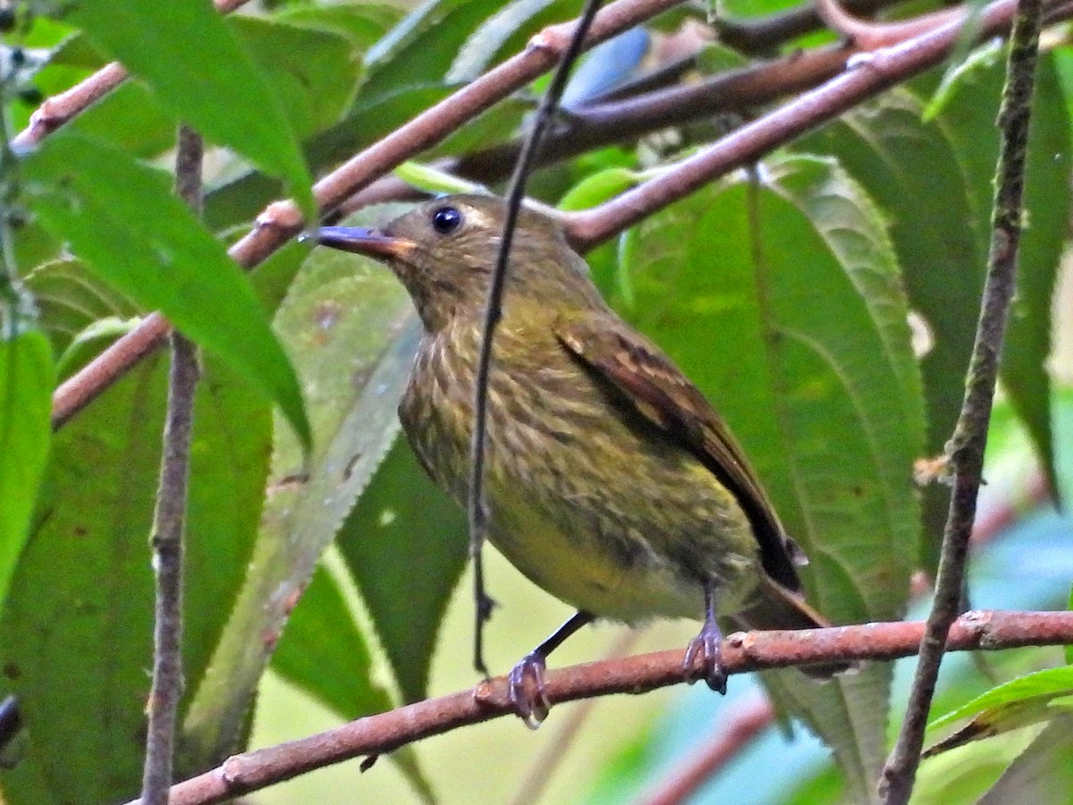 Olive-streaked Flycatcher - Will Arditti