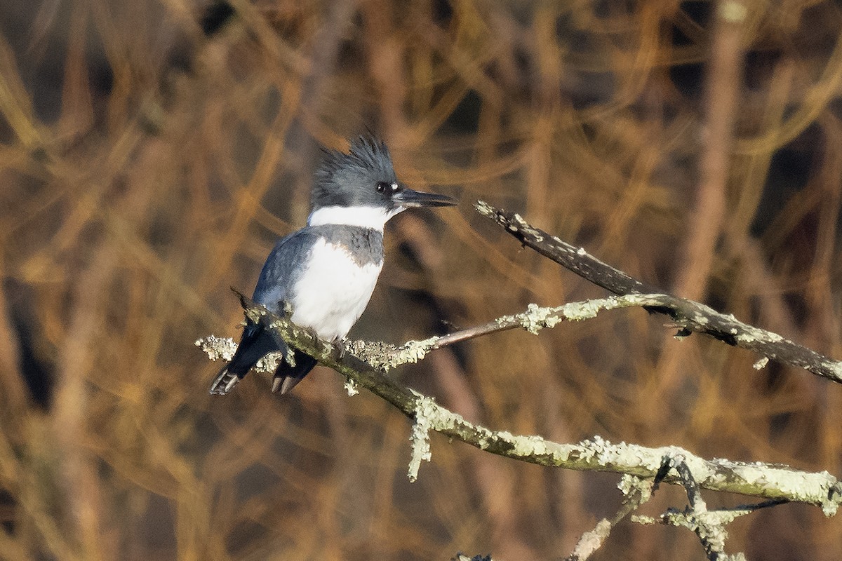 Belted Kingfisher - ML615648079