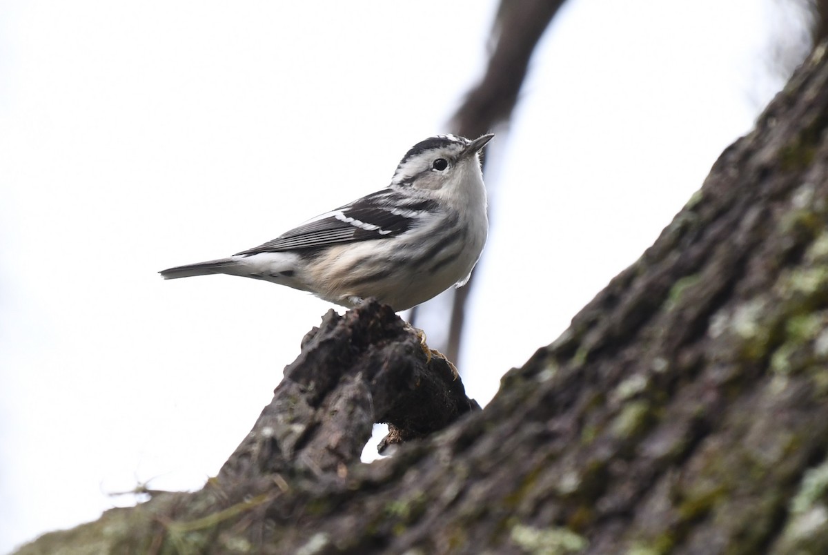 Black-and-white Warbler - ML615648084