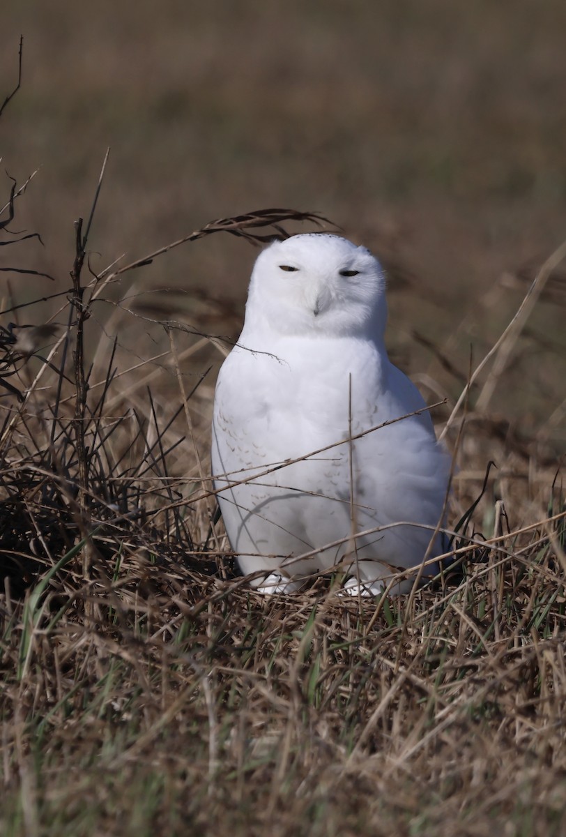 Snowy Owl - ML615648138
