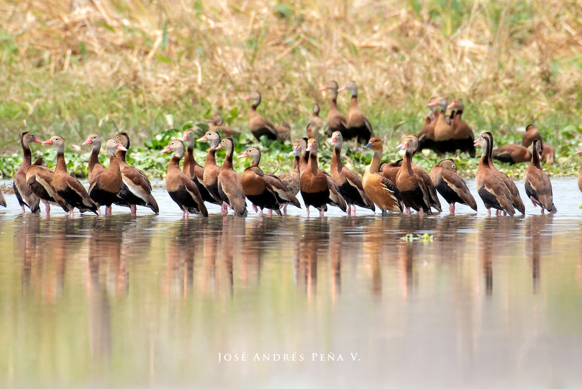 Fulvous Whistling-Duck - ML615648393