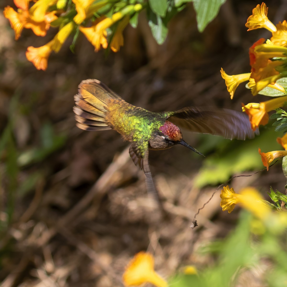 kolibřík hnědotemenný - ML615648528