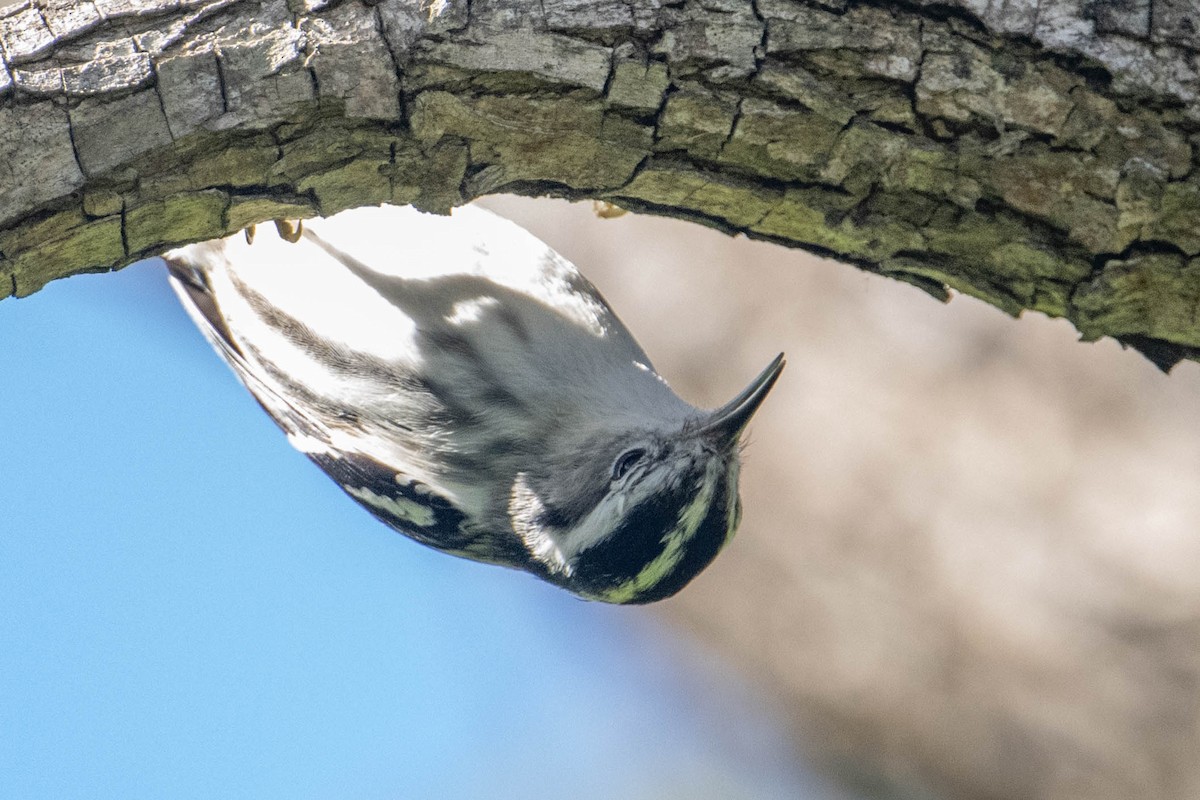 Black-and-white Warbler - ML615648700
