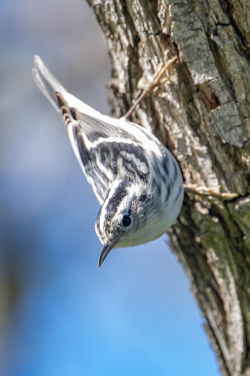 Black-and-white Warbler - ML615648703
