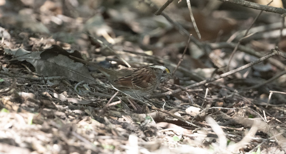 White-throated Sparrow - ML615648744