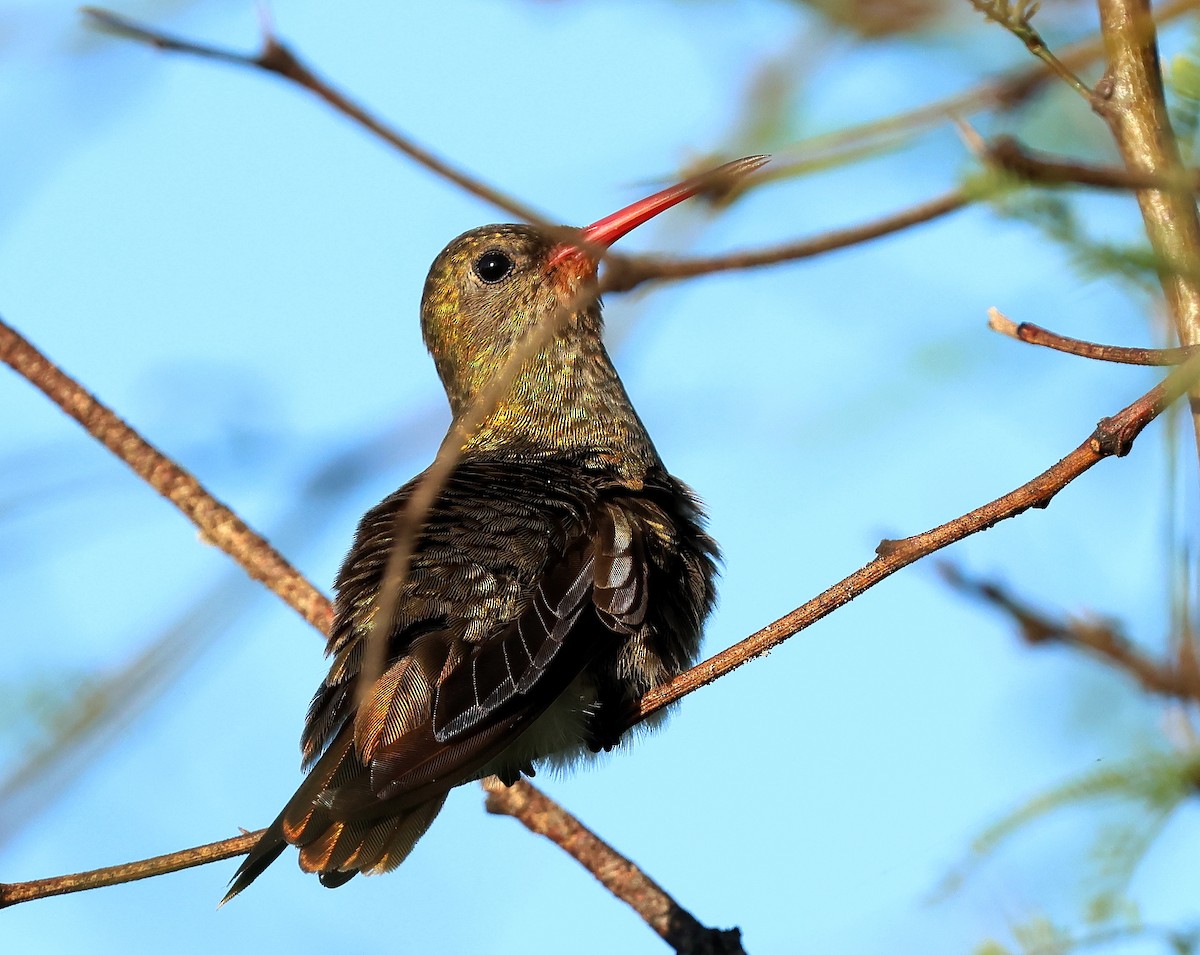 Gilded Hummingbird - Ricardo Battistino
