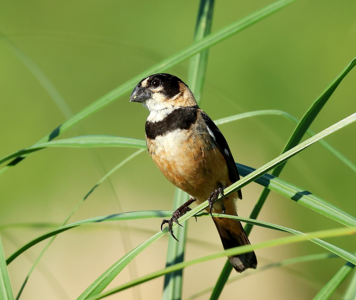 Rusty-collared Seedeater - ML615648811