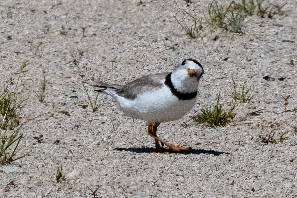 Piping Plover - ML615648958
