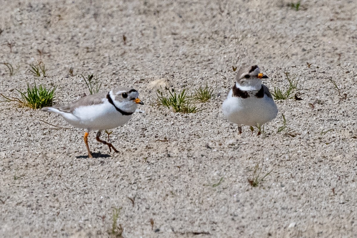 Piping Plover - ML615648962