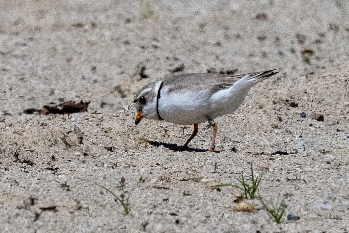 Piping Plover - Nadine Bluemel