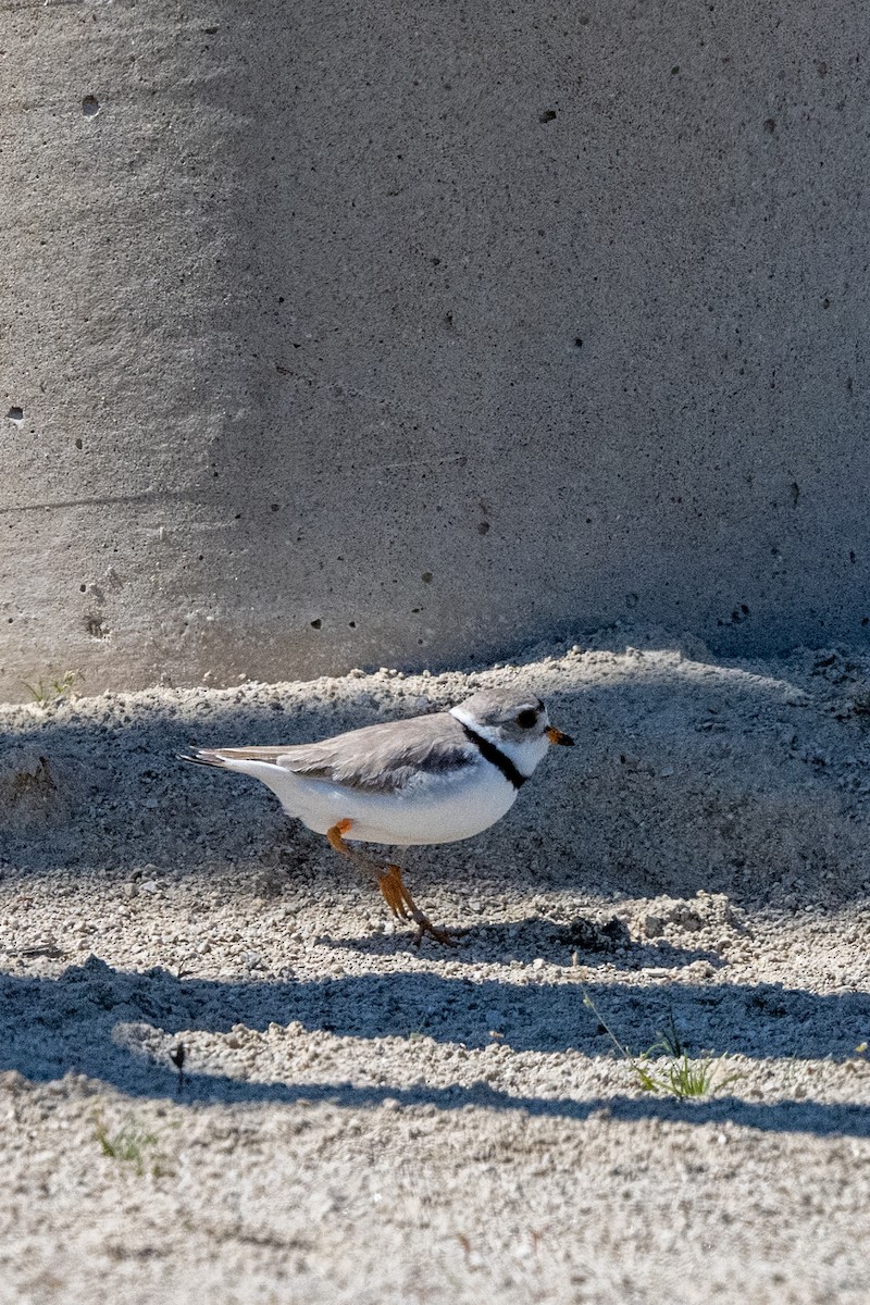 Piping Plover - ML615648969