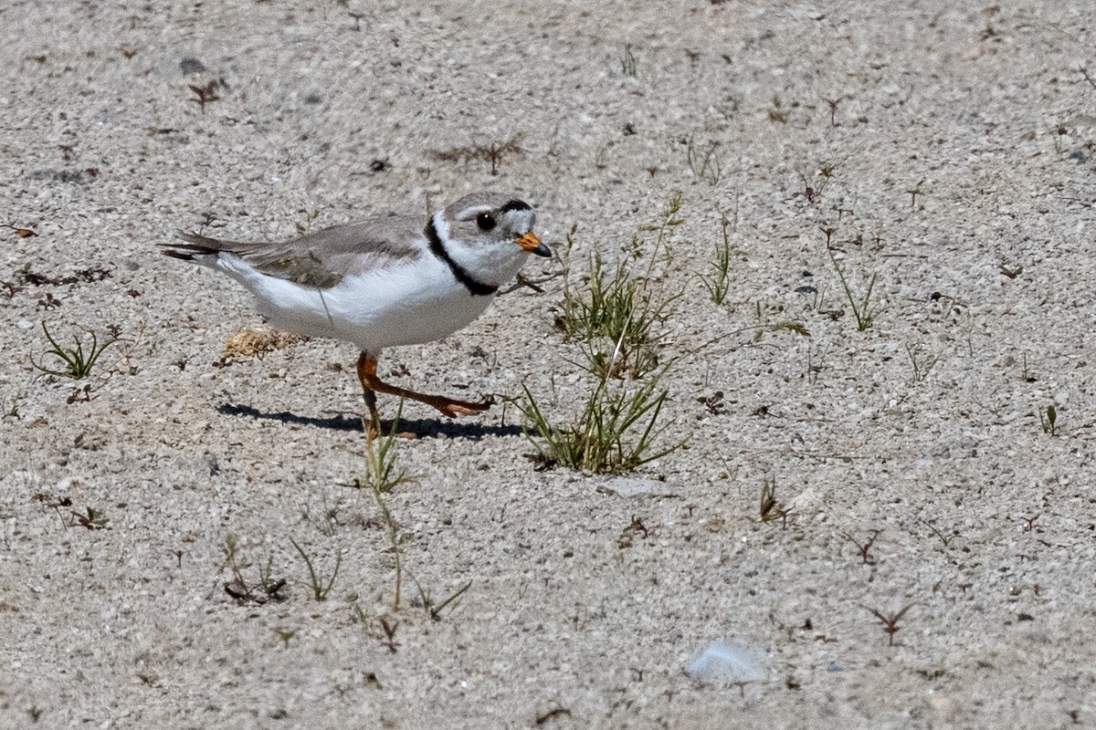 Piping Plover - ML615648971
