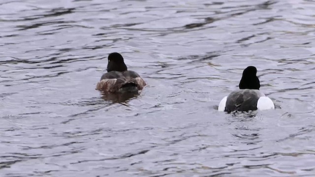 Greater Scaup - ML615648990