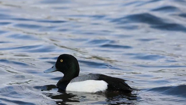 Greater Scaup - ML615648995