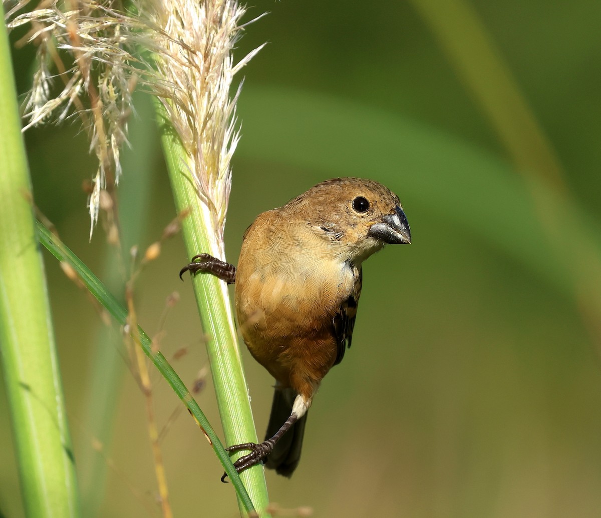 Rusty-collared Seedeater - ML615649052