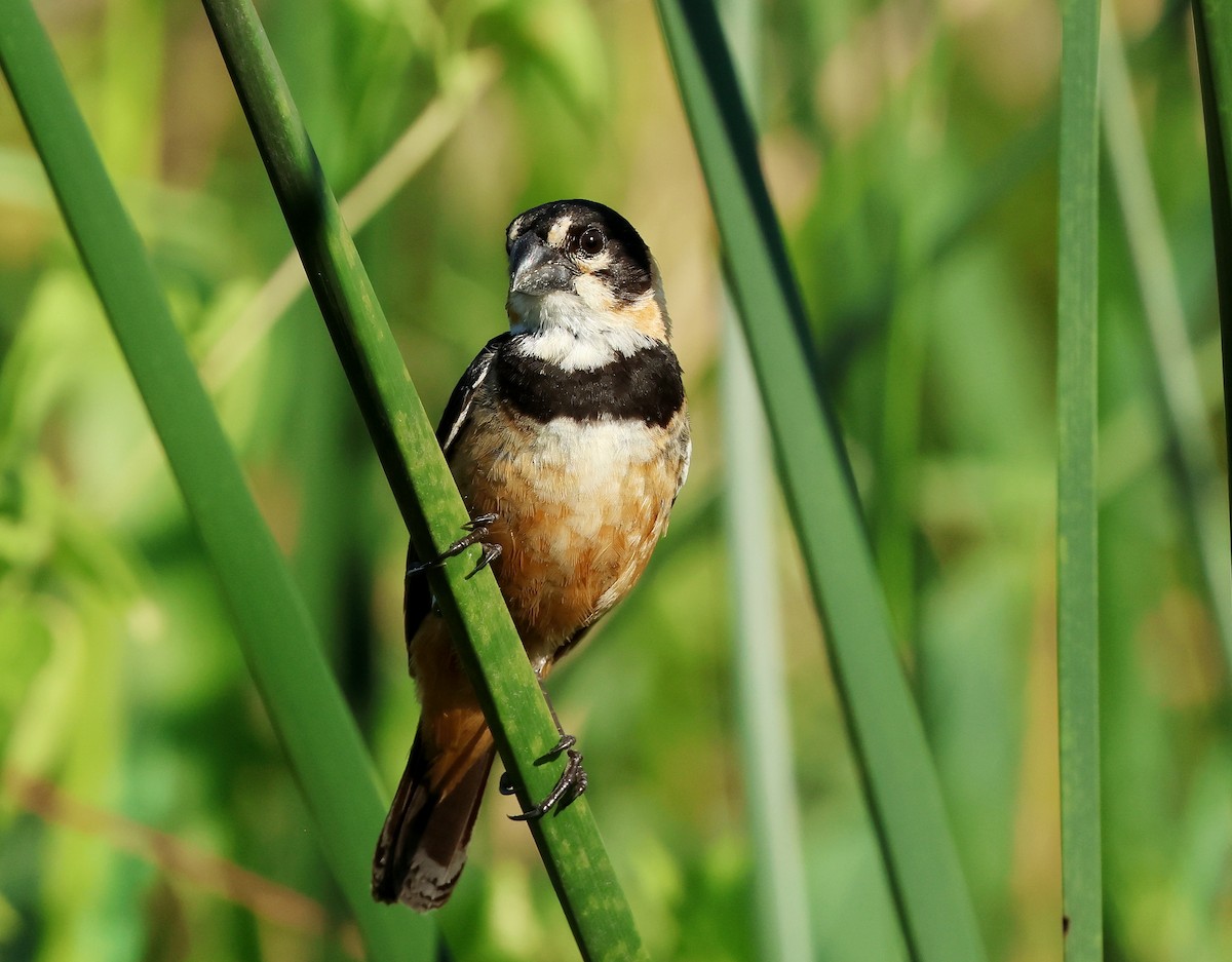 Rusty-collared Seedeater - ML615649056