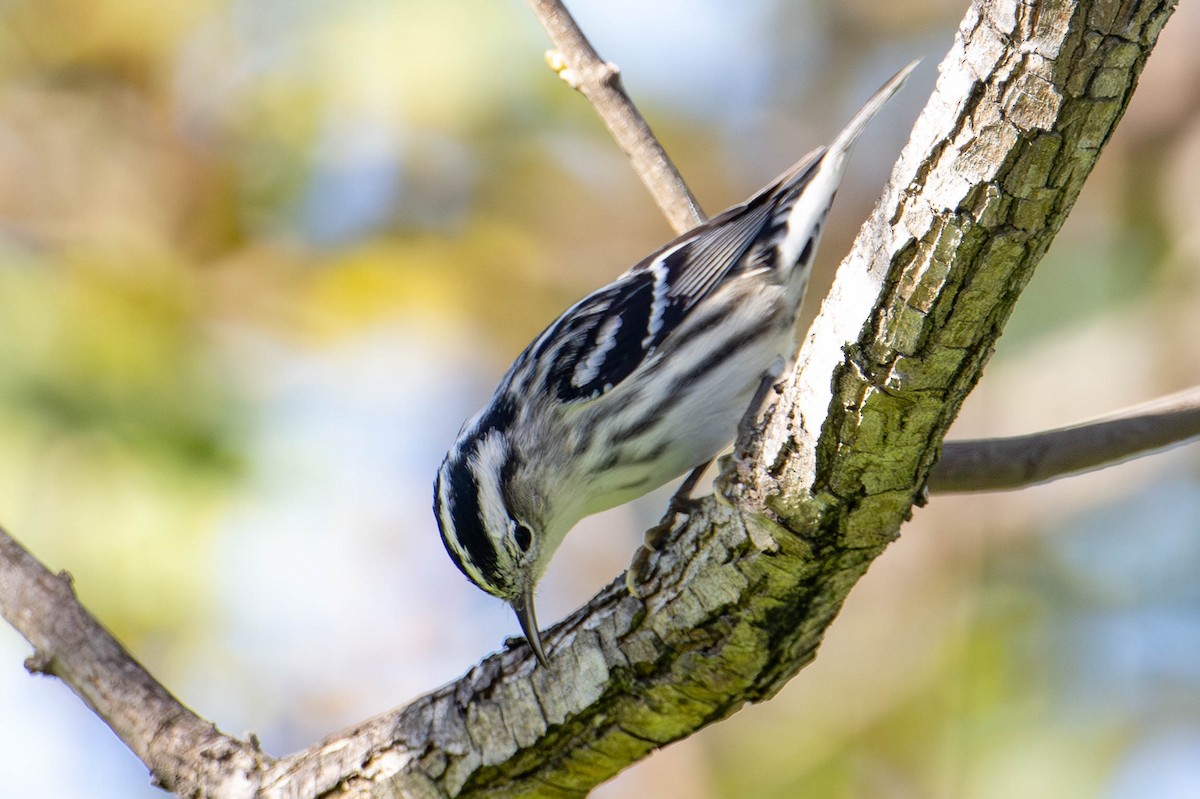 Black-and-white Warbler - ML615649082