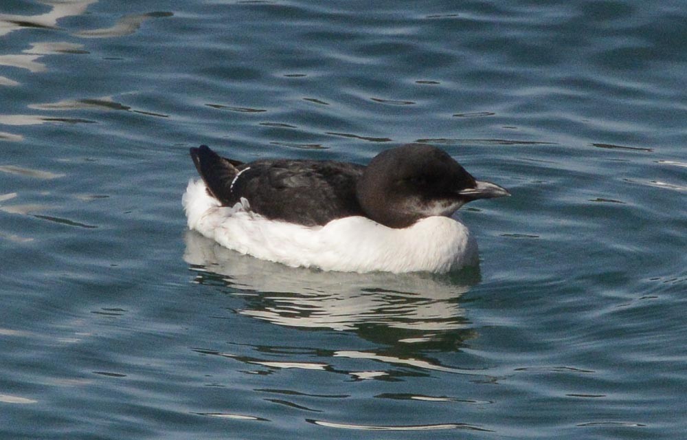 Thick-billed Murre - ML615649156