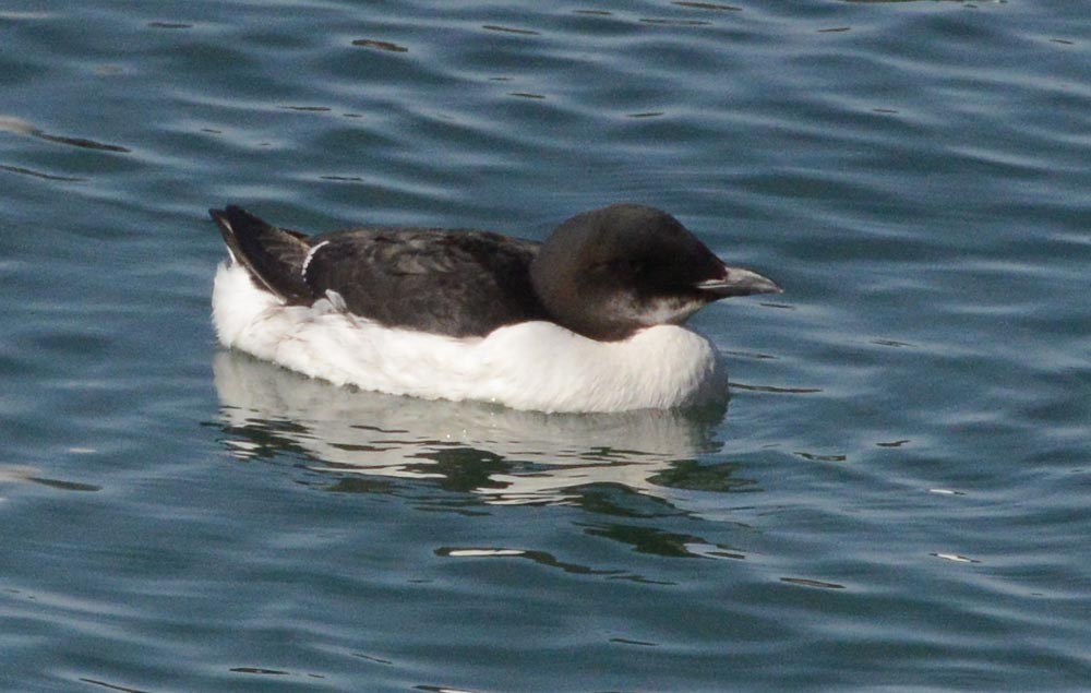 Thick-billed Murre - ML615649159