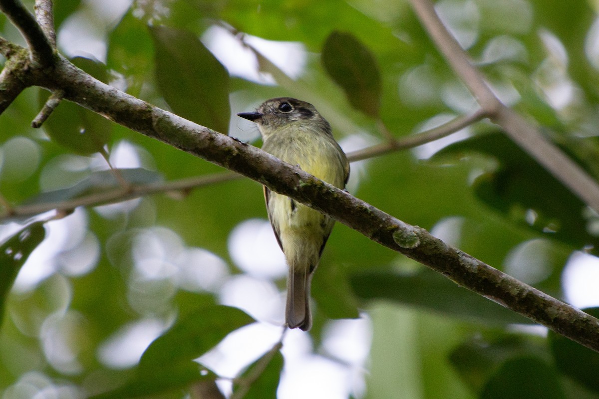 Sepia-capped Flycatcher - ML615649262