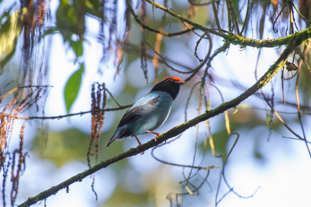 Swallow-tailed Manakin - ML615649398