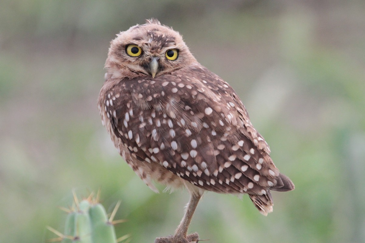 Burrowing Owl - ML615649508