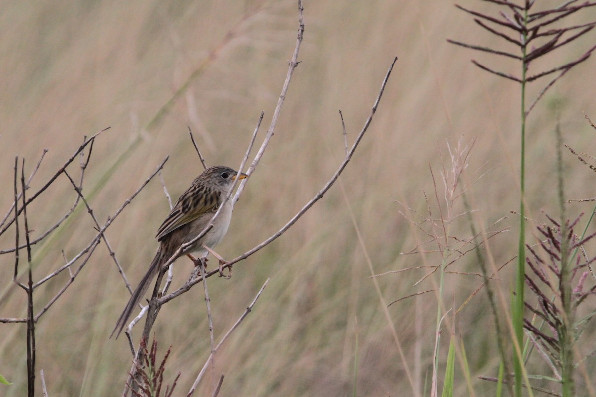 Wedge-tailed Grass-Finch - ML615649510