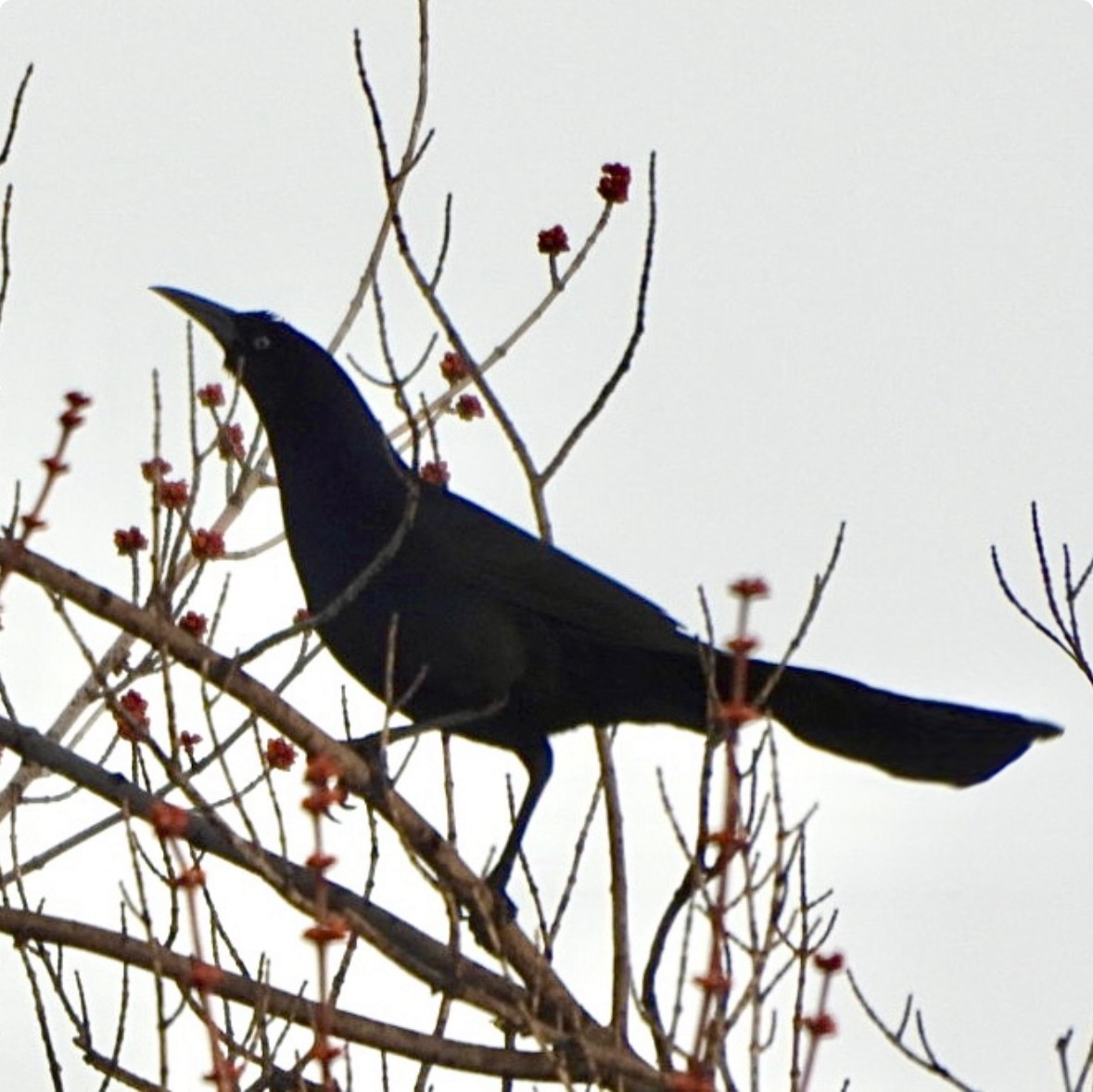 Boat-tailed Grackle - ML615649742