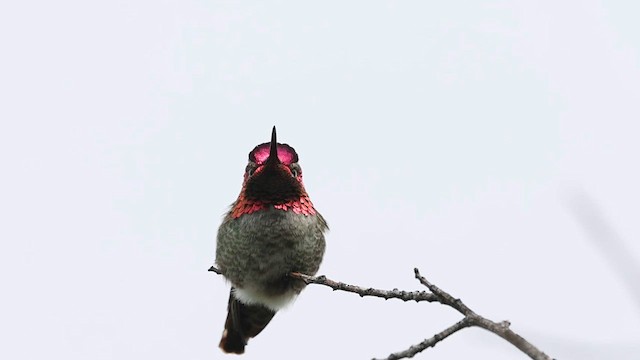 Anna's Hummingbird - ML615649744