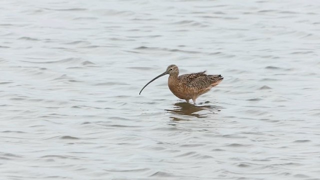 Long-billed Curlew - ML615649764