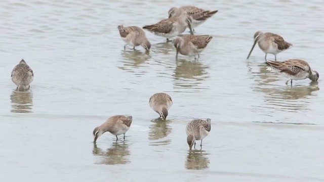 Long-billed Dowitcher - ML615649765