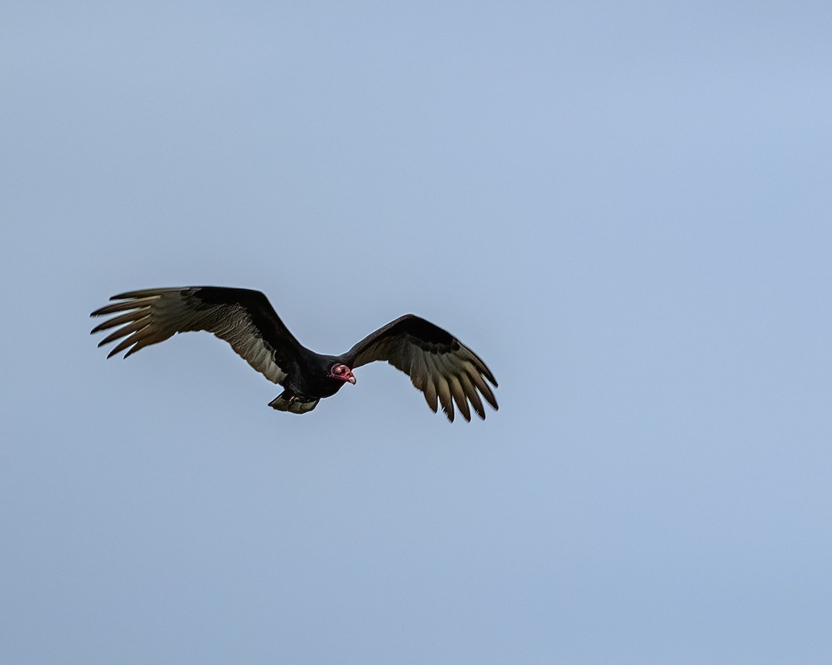 Turkey Vulture - ML615649843