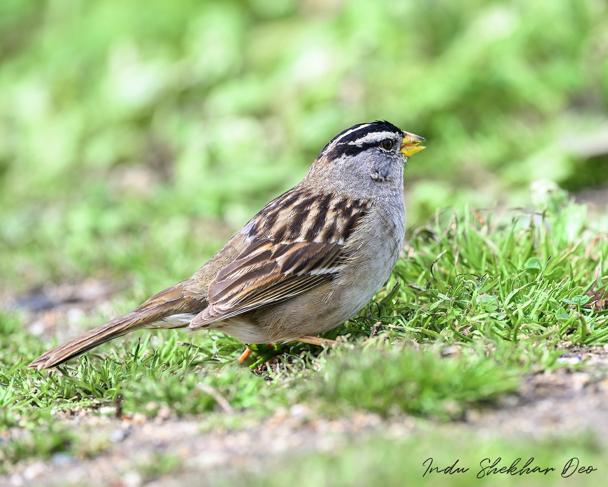 White-crowned Sparrow - Indu Shekhar Deo