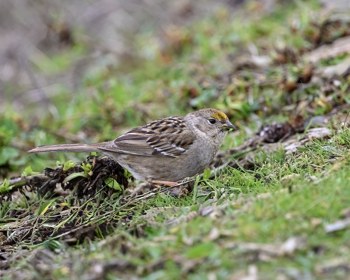Golden-crowned Sparrow - ML615649852