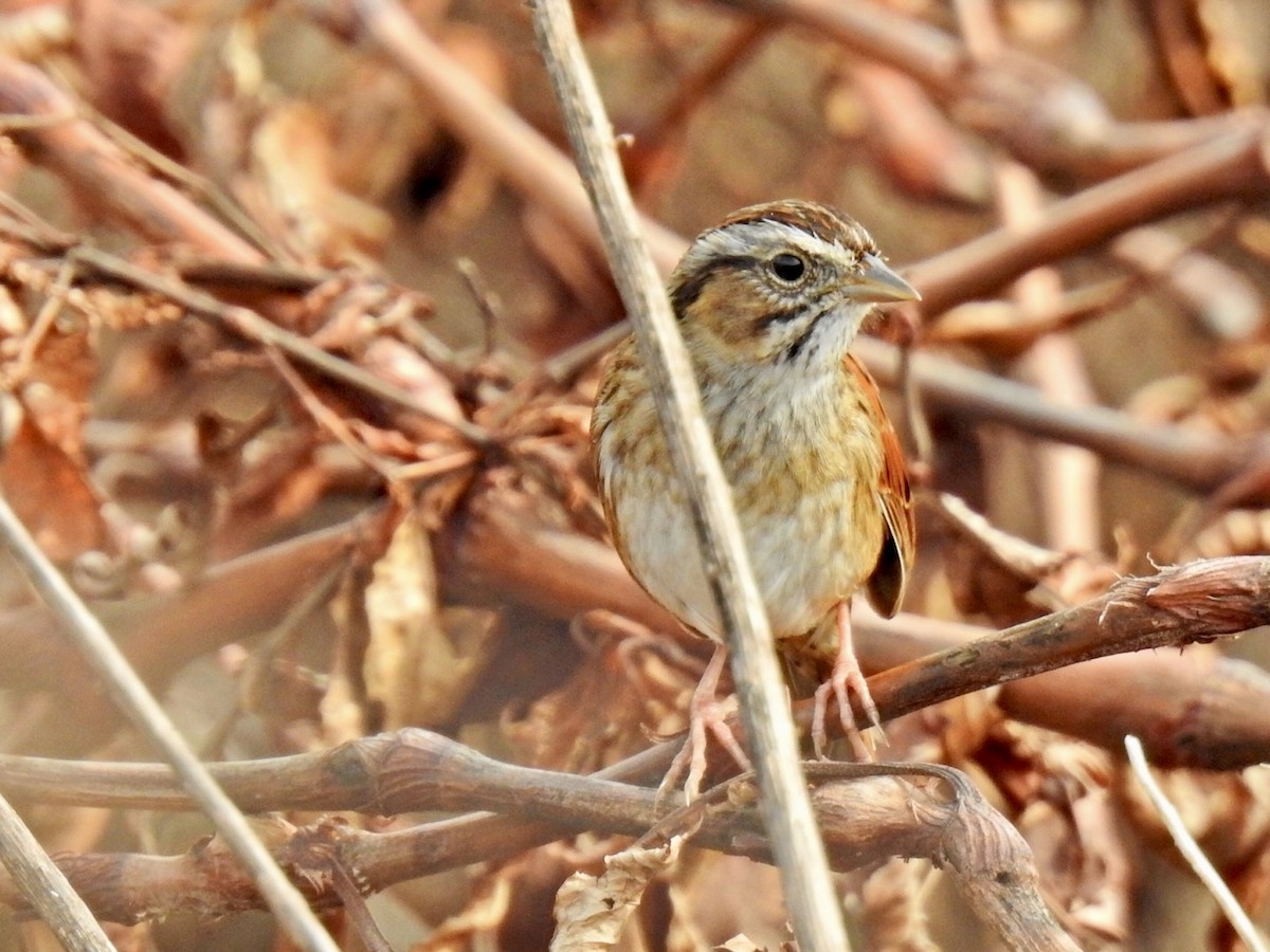 Swamp Sparrow - ML615649877