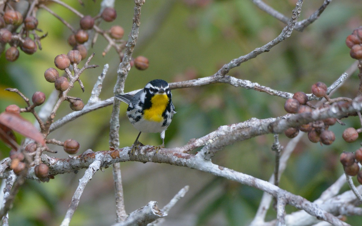 Yellow-throated Warbler - ML615649915