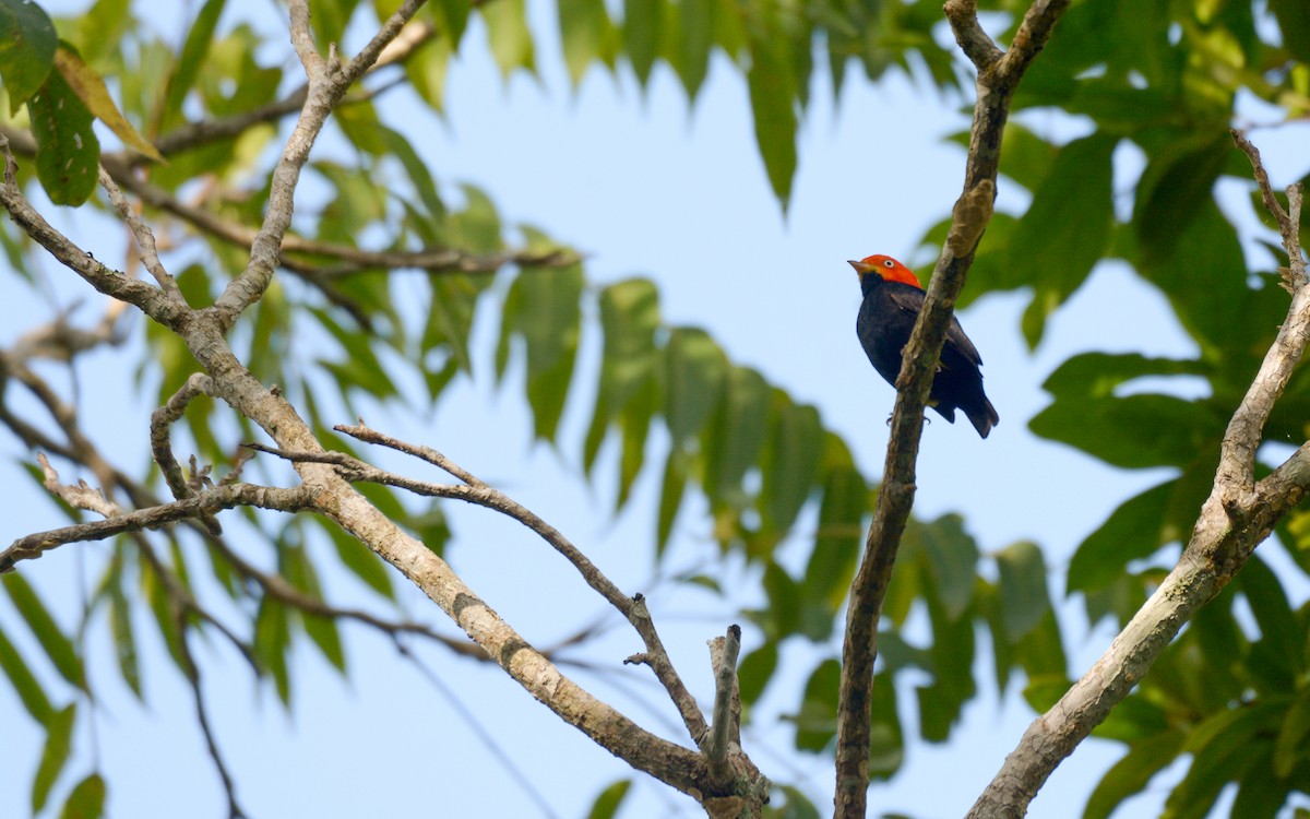 Red-capped Manakin - ML615649938
