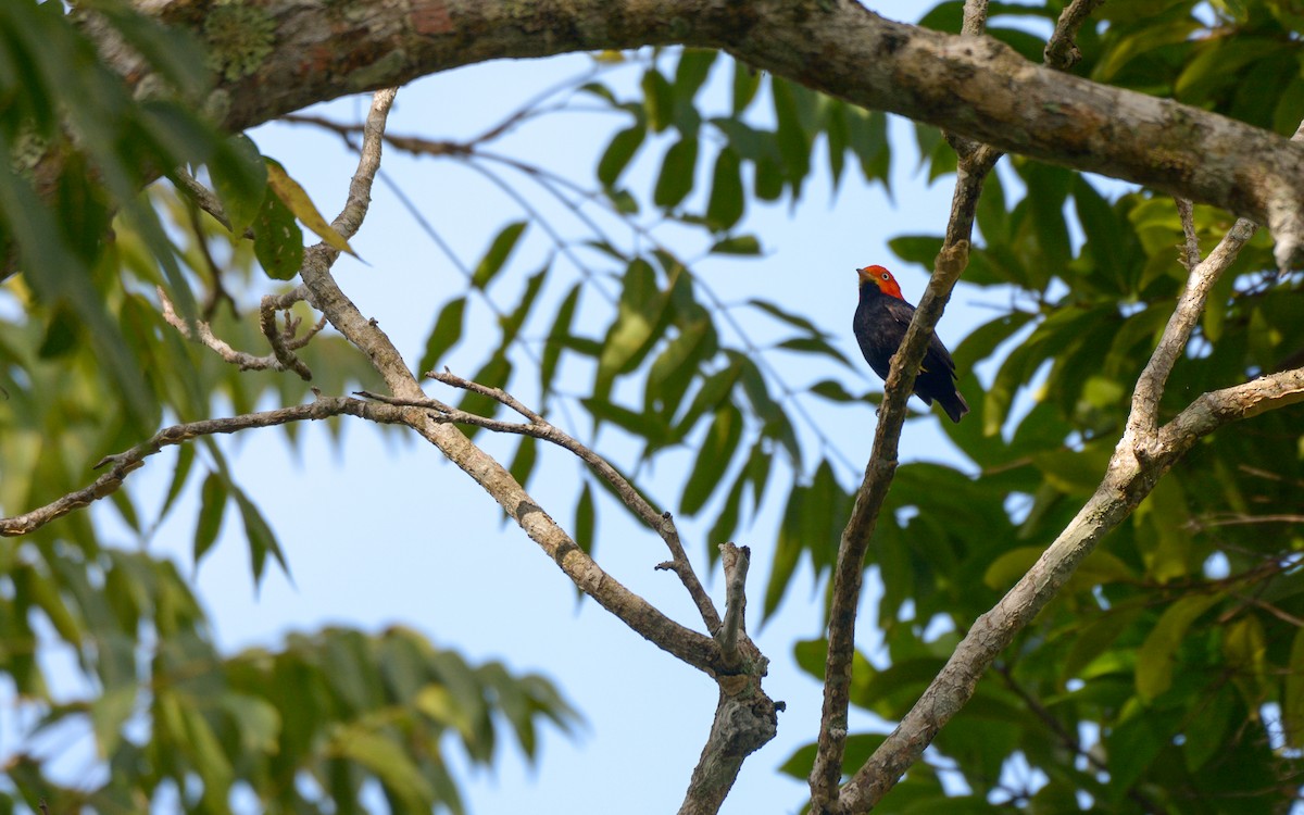 Red-capped Manakin - ML615649939